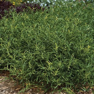 4.5 in. Green Alternanthera Plant