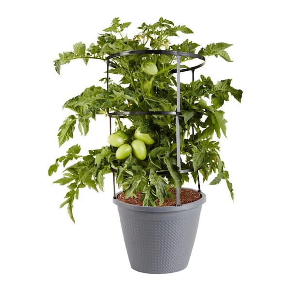 3 Gal. Little Napoli Patio Roma Tomato, Cage, Live Plant