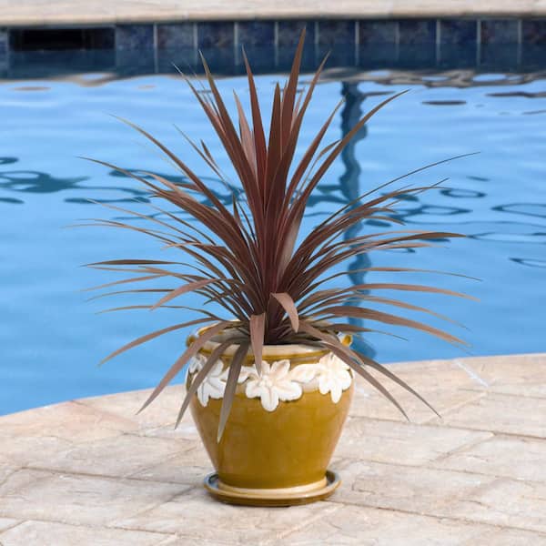 ✨お得な②株SET✨ ♦︎Cordyline Red Starとても綺麗な樹形です Cordyline 'Red Star' — Green Acres Nursery & Supply
