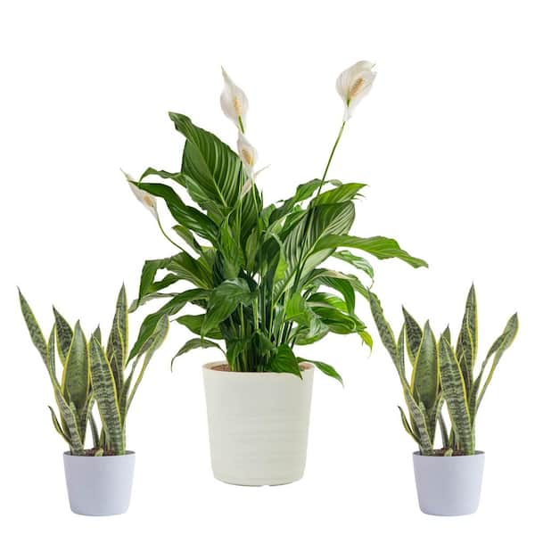 Vigoro 10 in. Spathiphyllum Peace Lily and (2) 6 in. Sansevieria Snake Plant in White Decor Planter, (3 Pack)