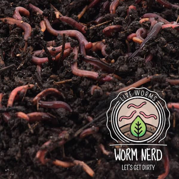 Arcadia Garden Products Worm Nerd Live Composting Worm Mix (100 Worms) WN01  - The Home Depot