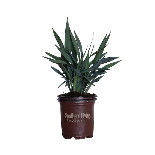 SOUTHERN LIVING 2.5 Qt. Clarity Blue Dianella Plant with Grass-Like Powder Blue Foliage