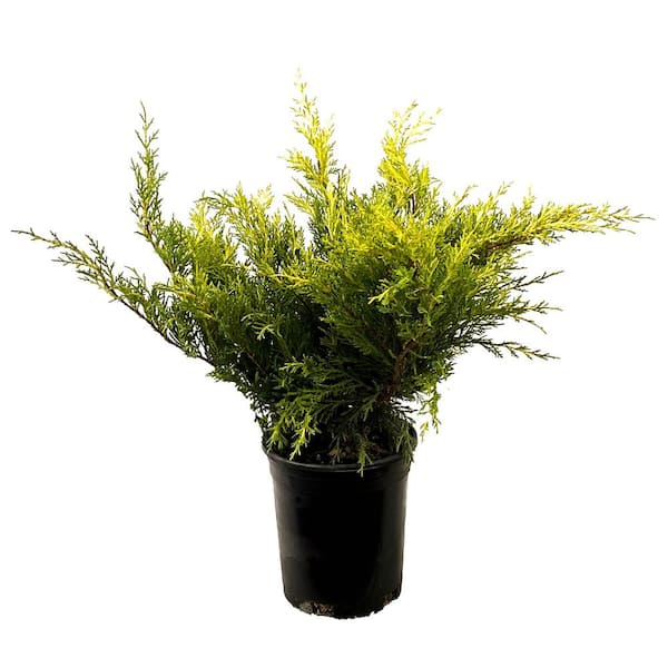 Unbranded 2.5 Qt. Old Gold Juniper Live Shrub with Golden Foliage