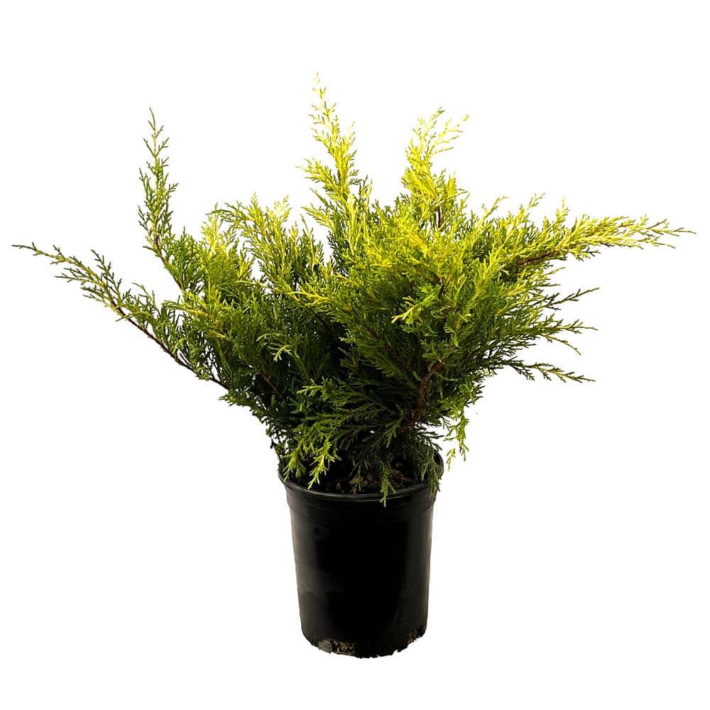 2.5 Qt. Old Gold Juniper Live Shrub with Golden Foliage