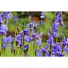 bell-nursery-shrubs-hedges-siris3cae1pk-1d.4