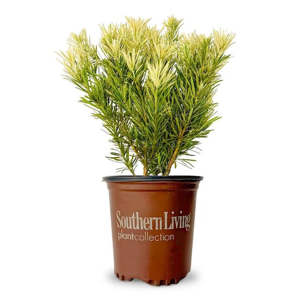 SOUTHERN LIVING 2 Gal. - Roman Candle Podocarpus Live Evergreen Shrub with Light Green/White New Foliage