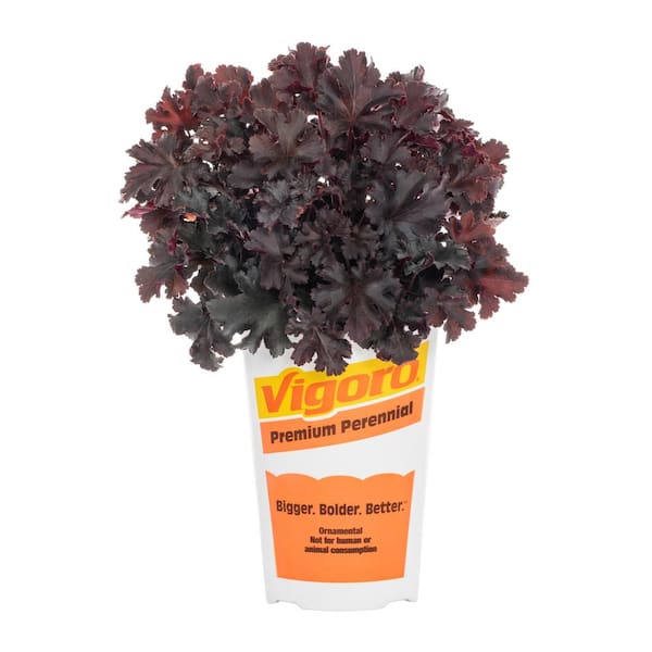 1.5 PT Heuchera Coral Bell 'Carnival Black Olive' Perennial Plant