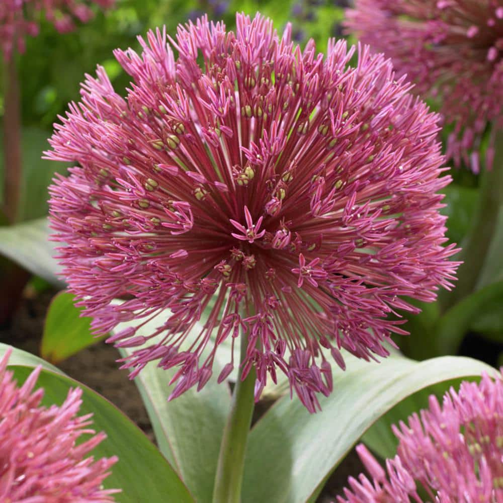 Van Zyverden 6ct Bulbs Allium Giant Gladiator : Target