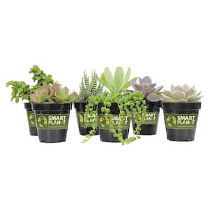 9 cm Assorted Succulent Plant Collection (6-Pack)