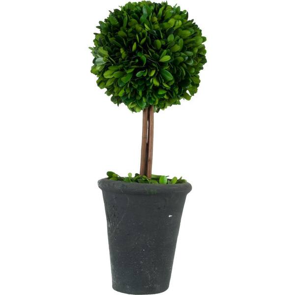 Pride Garden Products 5.5 in. W x 16.5 in. H Preserved Boxwood Ball Topiary in Black Terracotta Pot