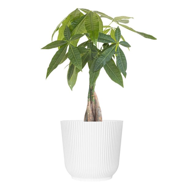 14 in. to 16 in. Tall Money Tree Pachira Plant in 6 in. White Decor Pot
