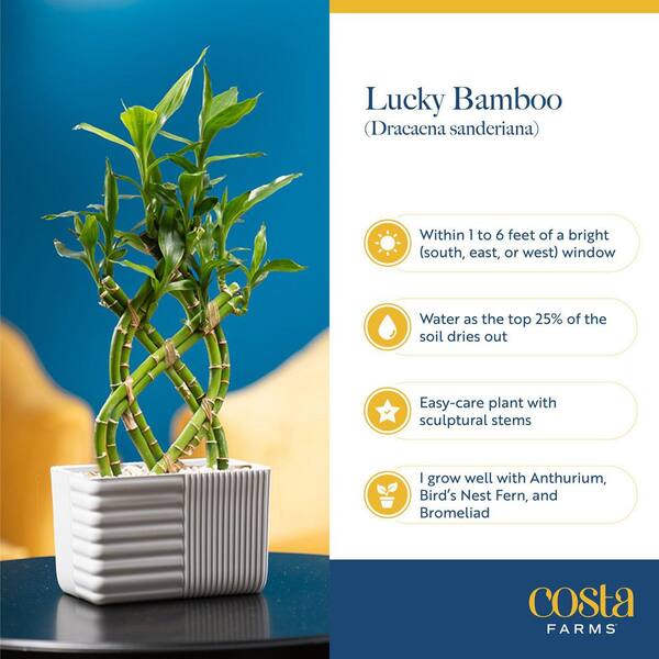 thumbnail image 2 of 50 Lucky Bamboo Stalks – 6 Inches Each – Rooted Cuttings With Free Gold Wire – Wholesale 2 of 4