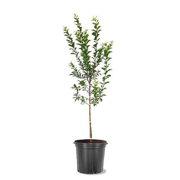 Southern Living 5 Gal. Au Rosa Plum
