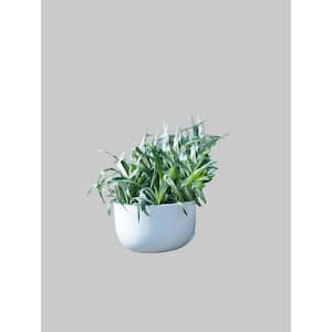 Large Sunny 10.6 in. Tall Glossy White Fiberstone Indoor Outdoor Modern Round Planter