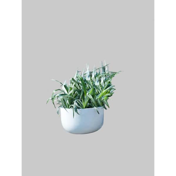 PotteryPots Large Sunny 10.6 in. Tall Glossy White Fiberstone Indoor Outdoor Modern Round Planter