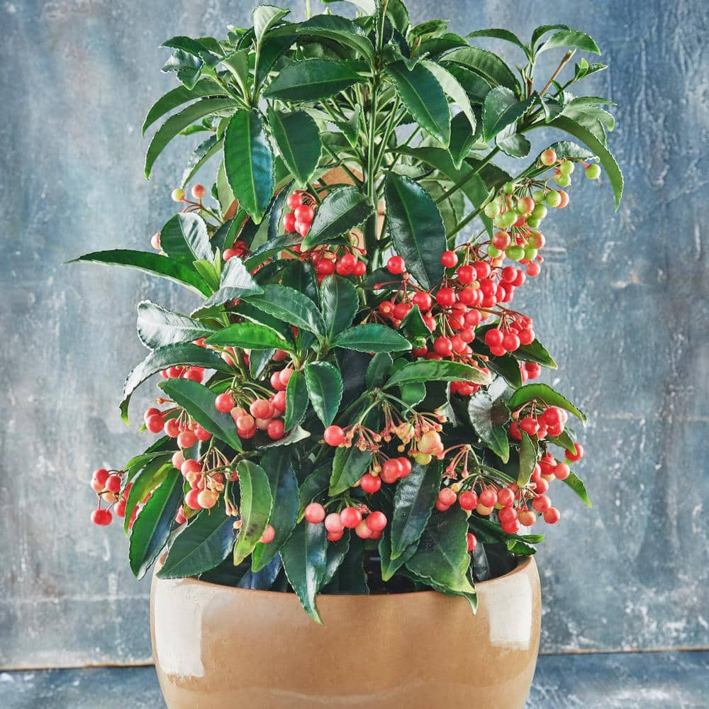 Dwarf Burford 2.25 Gallon Evergreen Holly Shrub
