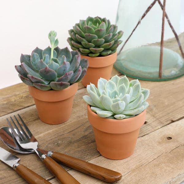 Altman Plants 2.5 in. Echeveria Assorted Varieties in Terra Cotta Decco Pots (3-Pack)