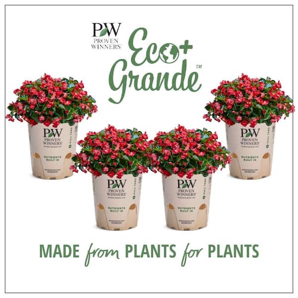 4.25 in. Eco+Grande, Surefire Red (Begonia) Live Plant, Red Flowers (4-Pack)