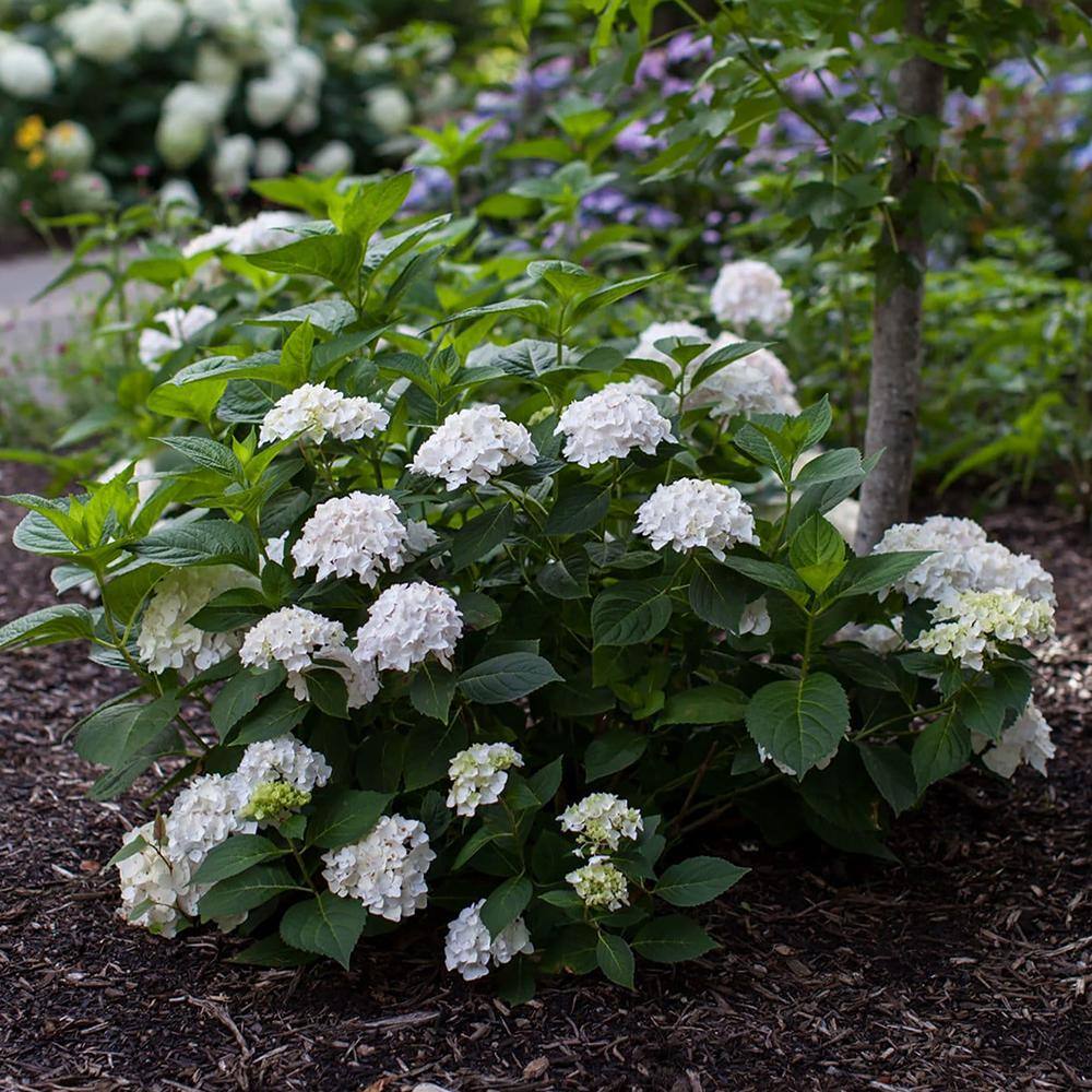 2 Gal. Blushing Bride Reblooming Hydrangea Flowering Shrub with White to Blush Pink Flowers