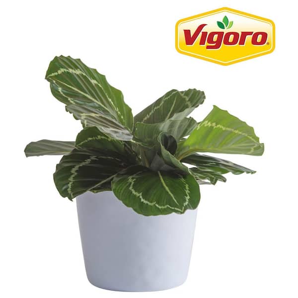 Vigoro Grower's Choice Calathea Indoor Plant in 6 in. White Decor Planter, Avg. Shipping Height 10 in.