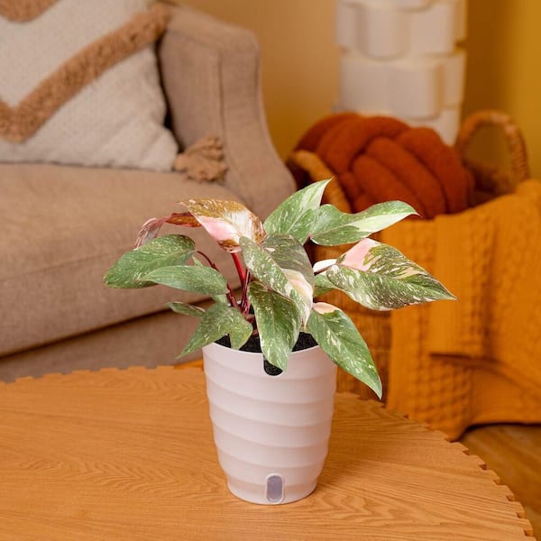 Vigoro 6in Philodendron Pink Princess Foliage Plant in a Deco Pot Vigoro 6in Philodendron Pink Princess Foliage Plant in a Deco Pot