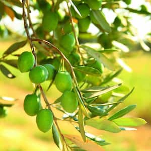 Olive Tree in Decorative Planter