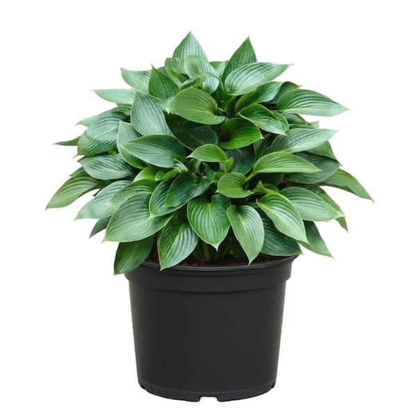 2 Gal. Green Hosta Live Flowering Shade Perennial Plant