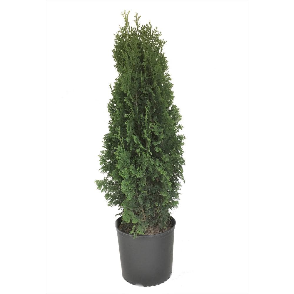 Arborvitae (Thuja occidentalis) Degroots Spire