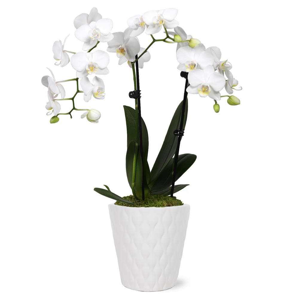 Orchid (Phalaenopsis) Petite White with Yellow Throat Plant in 3 in. White Ceramic Pottery -  Just Add Ice, J5004