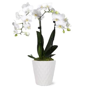 Orchid (Phalaenopsis) Petite White with Yellow Throat Plant in 3 in. White Ceramic Pottery