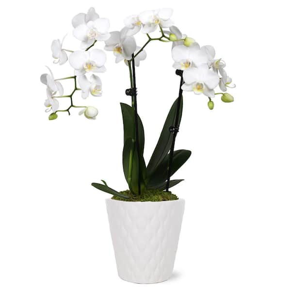 Just Add Ice Orchid (Phalaenopsis) Petite White with Yellow Throat Plant in 3 in. White Ceramic Pottery