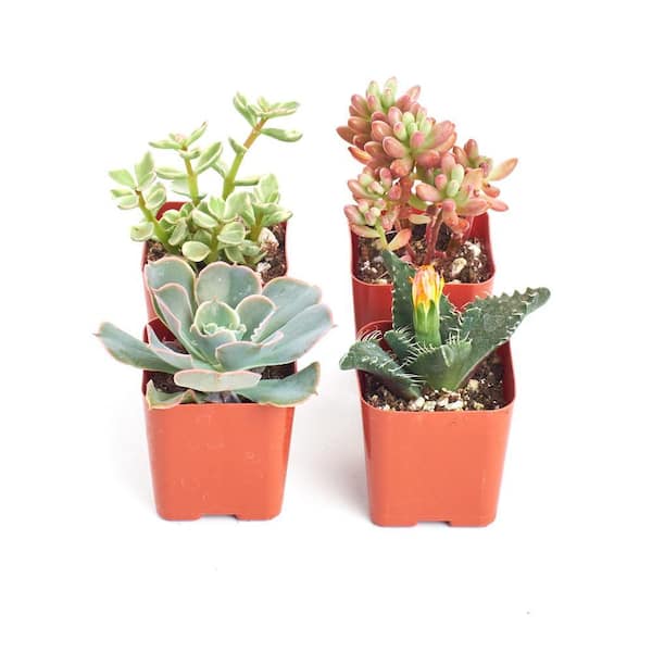 2 in. Assorted Succulent (Collection of 4)
