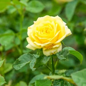 4 in. Pot, Yellow Freedom Shrub Rose, Yellow Color Flowers Live Bareroot Plant (1-Pack)