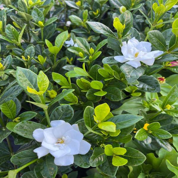 OnlinePlantCenter 3 Gal. Frostproof Gardenia Flowering Shrub with