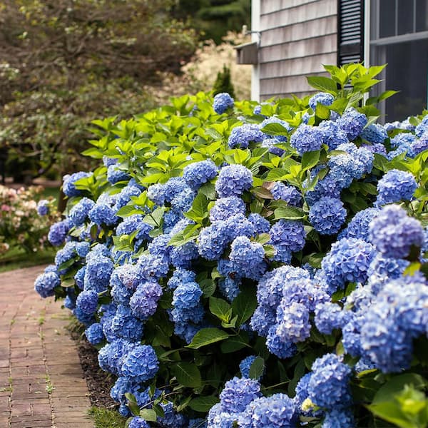 5 Gal. The Original Reblooming Hydrangea Flowering Shrub with Pink or Blue Flowers