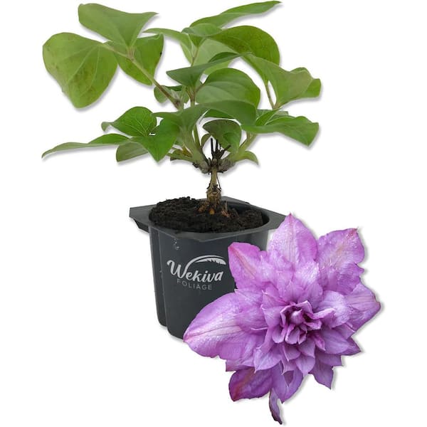 Wekiva Foliage Clematis Proteus-Live Starter Plant in a 2 in. Growers Pot-Starter Plants Ready for the Garden-Rare Clematis