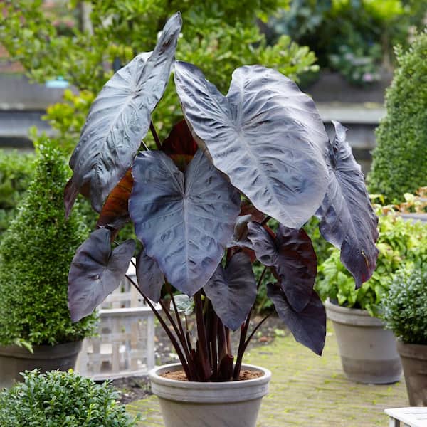 Garden State Bulb 9/11 in., Diamond Head Elephant Ear Bulbs (Bag of 1)