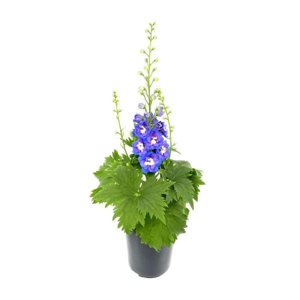 Unbranded Perennial Delphinium Blue 2.5 qt.