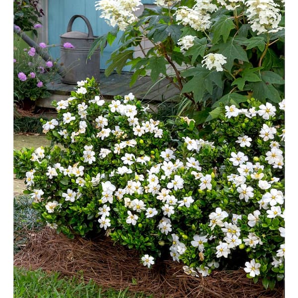 SOUTHERN LIVING 2 Gal. Scentamazing Gardenia - Live Evergreen