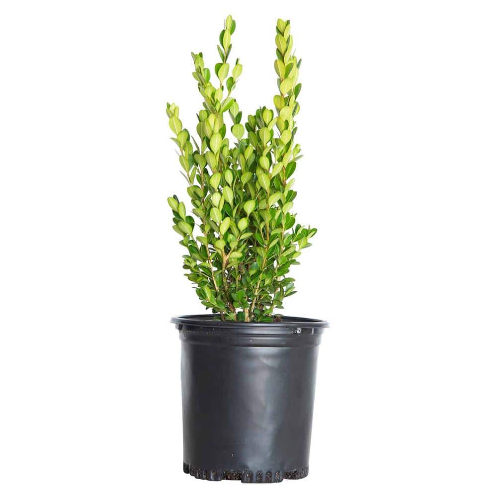 2.5 qt. Wintergreen Boxwood Shrub (Buxus Sinica Var. Insularis) Live Hedge Plant with Glossy Dark Green Foliage price history on PriceWatchPro