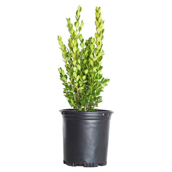 FLOWERWOOD 2.5 qt. Wintergreen Boxwood Shrub (Buxus Sinica Var. Insularis) Live Hedge Plant with Glossy Dark Green Foliage