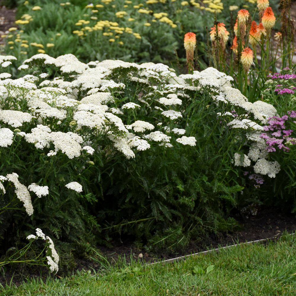 Ivory White Achillea Hybrid Yarrow Plant in 1-Gallon Pot