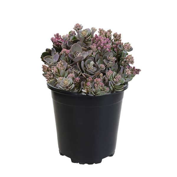 goen° plant planet　ふくろうブランケット SMART PLANET 1 Gal. Plat Conga Line Sedum Succulent Plant With