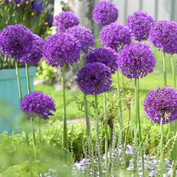 VAN ZYVERDEN Allium Purple Sensation Set of 5 Bulbs