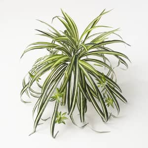 Perfect Plants 8 in. Spider Plant in Hanging Basket THD00597 - The Home  Depot