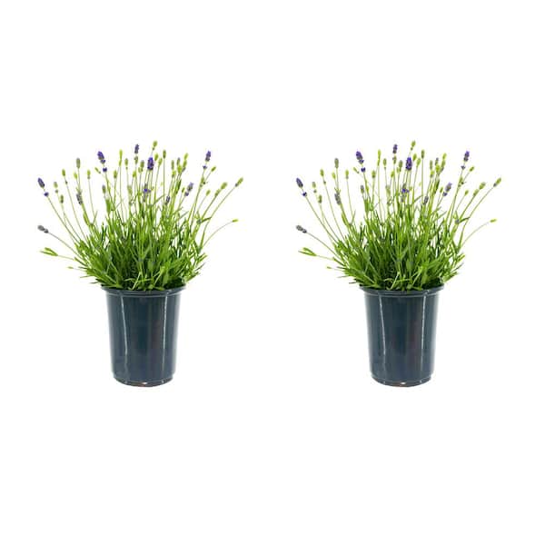 Unbranded Perennial Lavender a. Purple 2.5 qt. - (2-Pack)