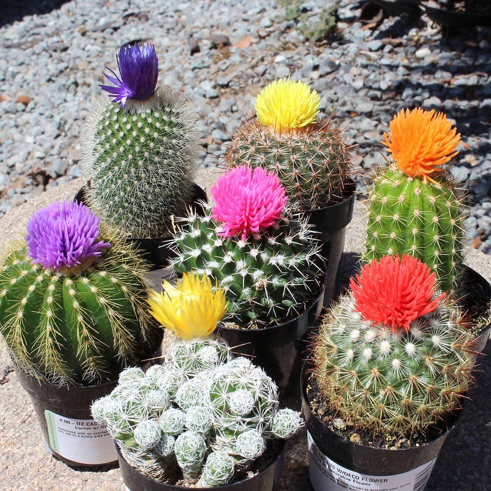Colorful Blooming Cactus Pack in Black Pots, 2.5 Inches