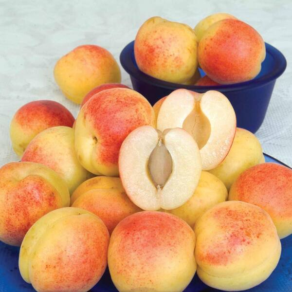 Gurney's Nectarine Fruit Tree Assortment, Live Bareroot Fruit Tree Mixture (3-Pack)