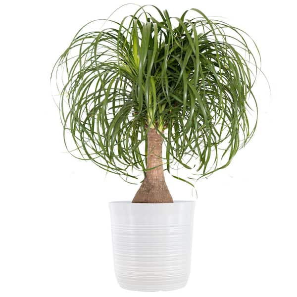 United Nursery Ponytail Palm Beaucarnea recurvata Indoor Outdoor Live Plant in 10 inch White Pot 74615 - The Home Depot