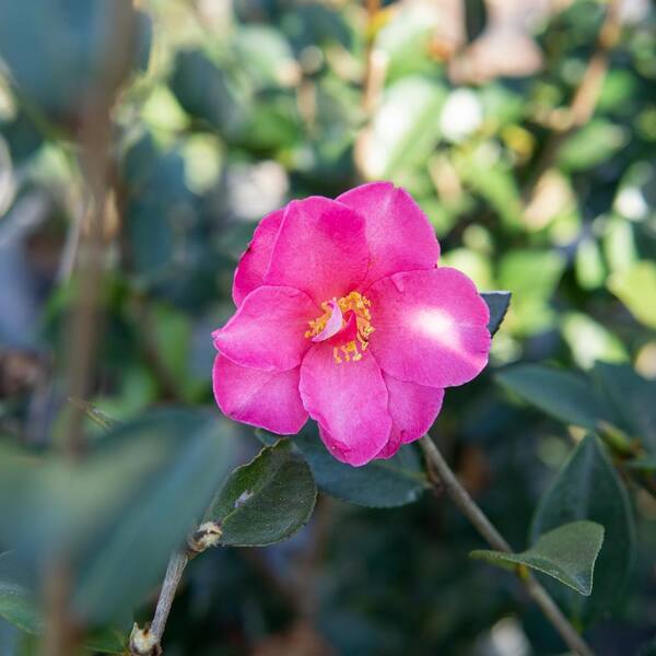 3 Gal. Kanjiro Camelia Shrub in Grower's Pot THD00517 - The Home Depot